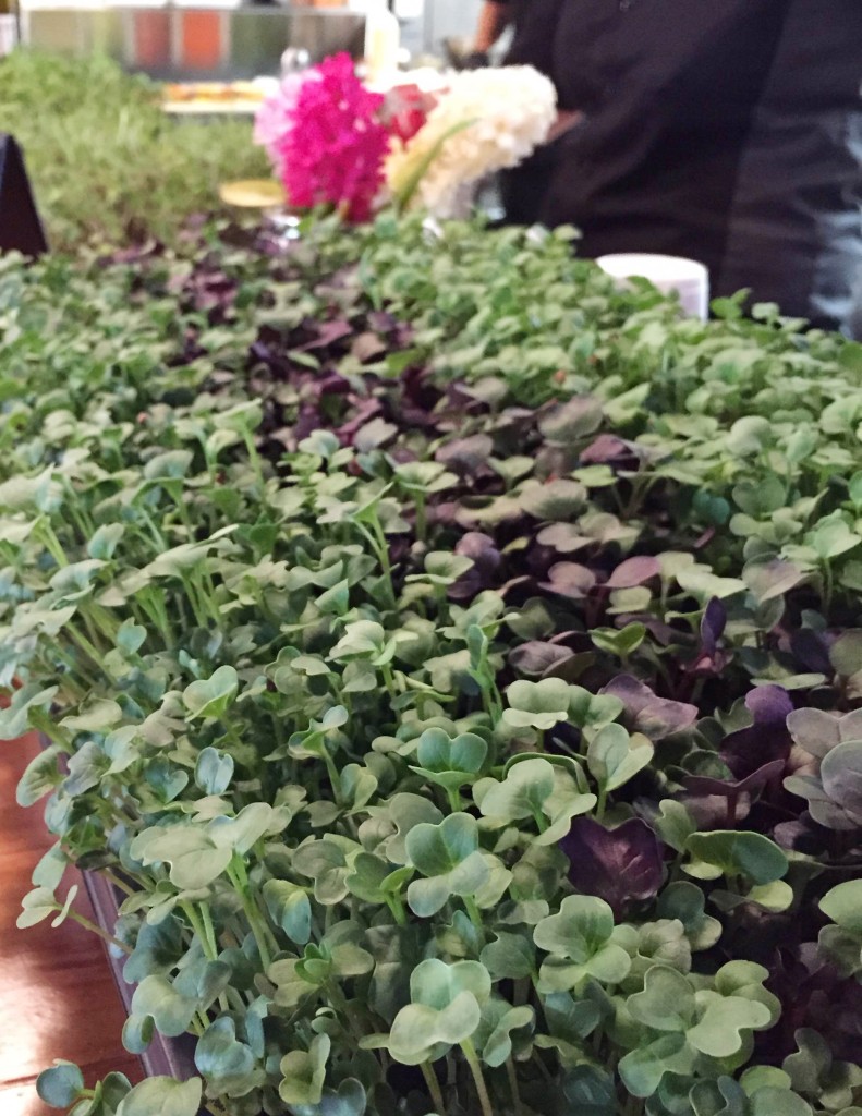 904 - Microgreens