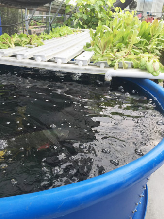 Berry Good Farms - Aquaponics