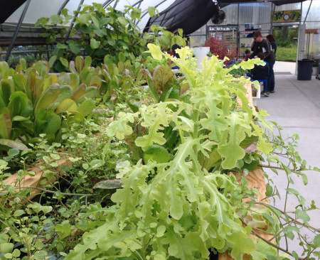 Berry Good Farms - Greenhouse