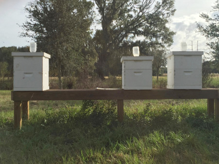 Congaree and Penn - Beehives
