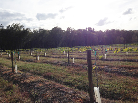 Congaree and Penn - Muscadines