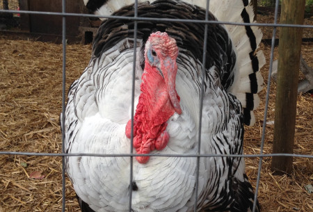 Down To Earth Farm - Turkey