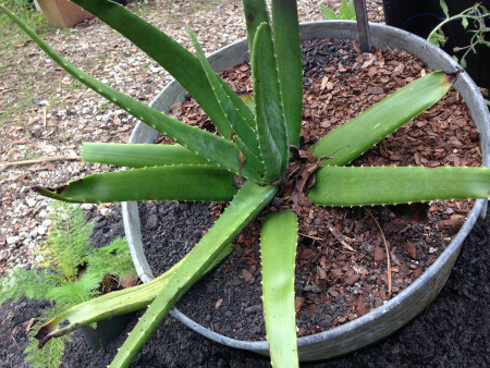 Eat Your Yard Jax - Aloe