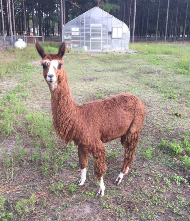 NaVera Farms - Alpaca