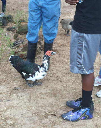 NaVera Farms - Happy Friendly Duck