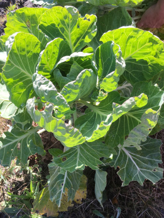 Urban Folk Farm - Brussels Sprouts
