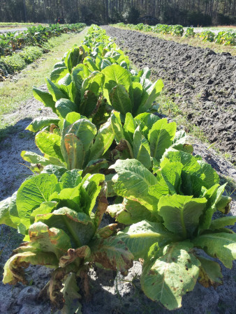 Urban Folk Farm - Fresh Veggies