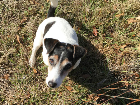 Urban Folk Farm - Jack