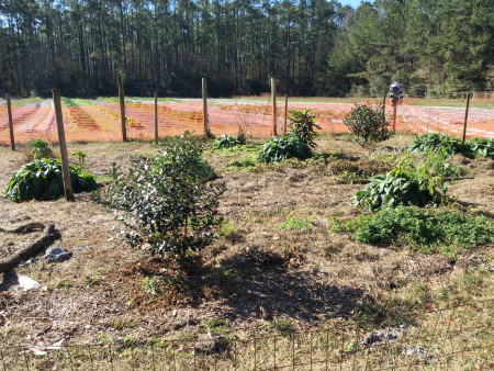 Urban Folk Farm - Permaculture