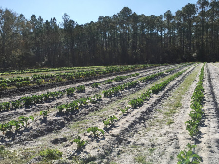 Urban Folk Farm - Vegetables